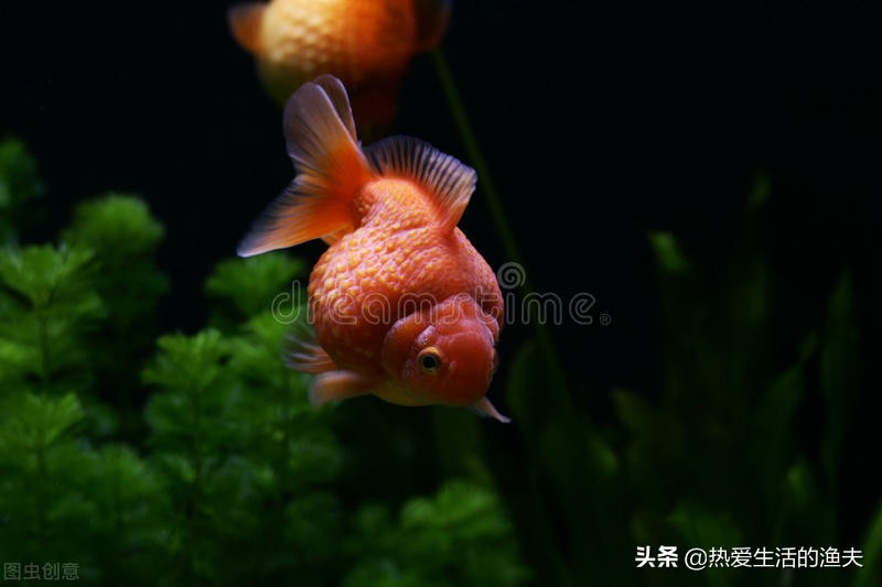 为什么买回来的金鱼活不了多久,为啥买回来的金鱼不生小鱼