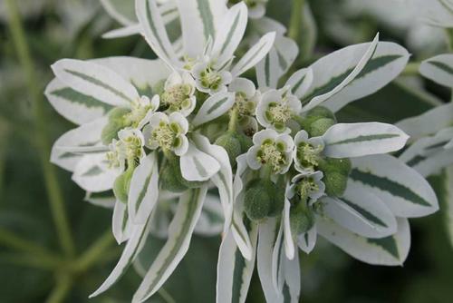 花艺插花常见花名有哪些,鲜花插花的技巧有哪些