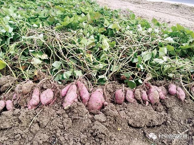 记忆中的野菜糍粑,儿时的红苕