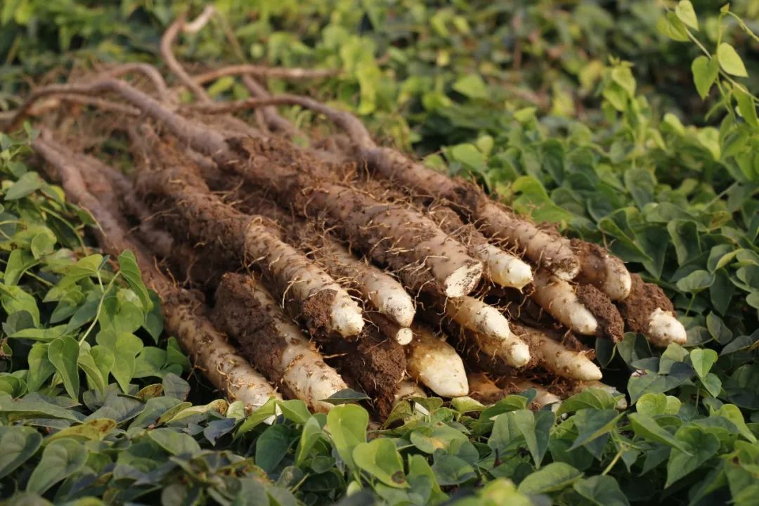 山中贵族:实地考察“神仙之食”产地?资深吃货也瞬间被征服