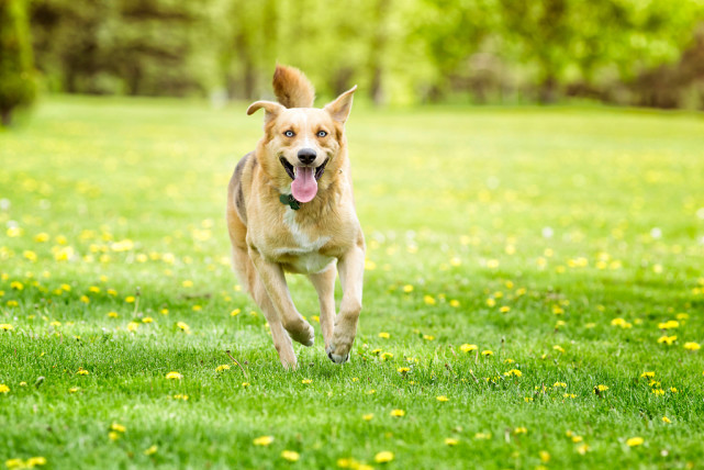 养宠经验狗狗受伤怎么处理伤口,养狗狗怎么解决掉毛