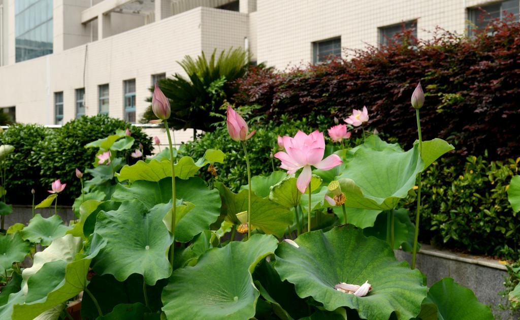 全省首家！湖北日报官方“点名”！这个“芯”学院实力出众