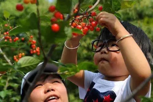 顺义大芦苇荡樱桃采摘园,顺义五大樱桃园