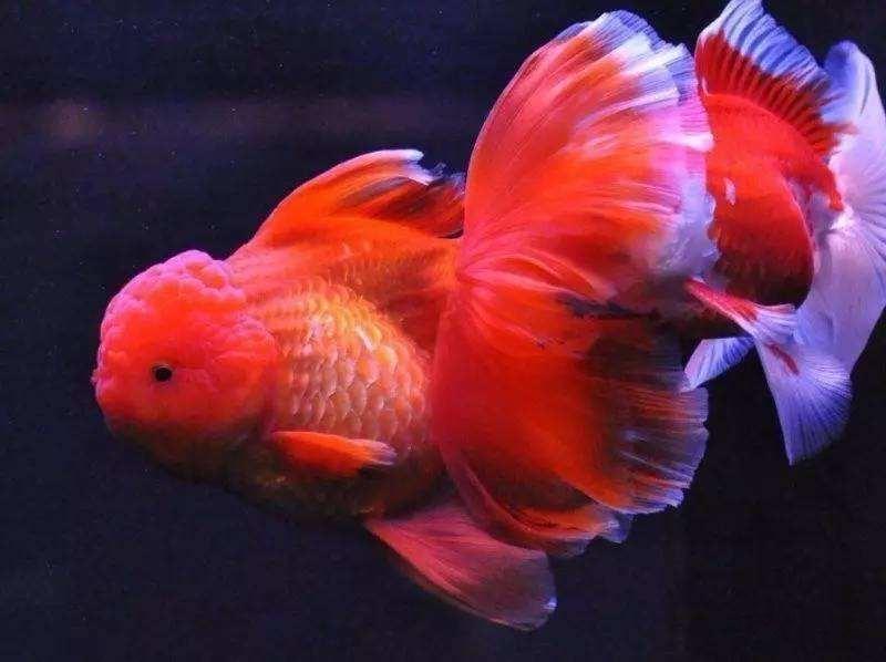 狮子头金鱼头太大怎么办,狮子头金鱼头有点发黑怎么办