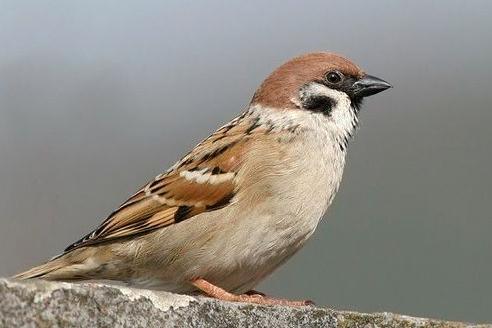 东江揽胜,惠州淡水常见鸟类图谱