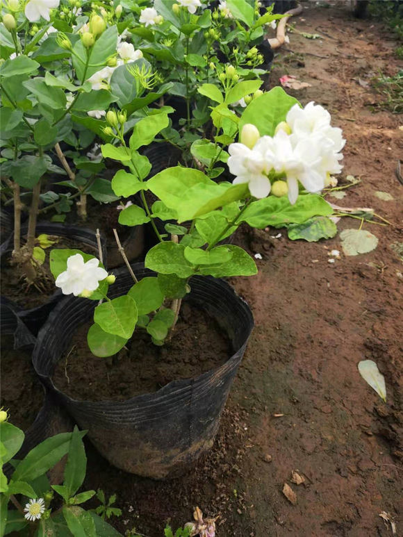 茉莉叶子掉光怎么养,茉莉叶发黄了怎么办小妙招