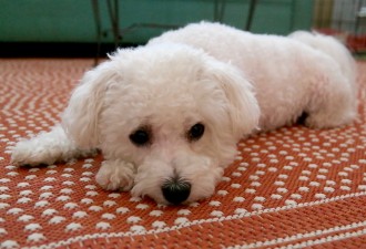 比熊犬怎么知道身上有虫子,怎么知道比熊狗有皮肤病