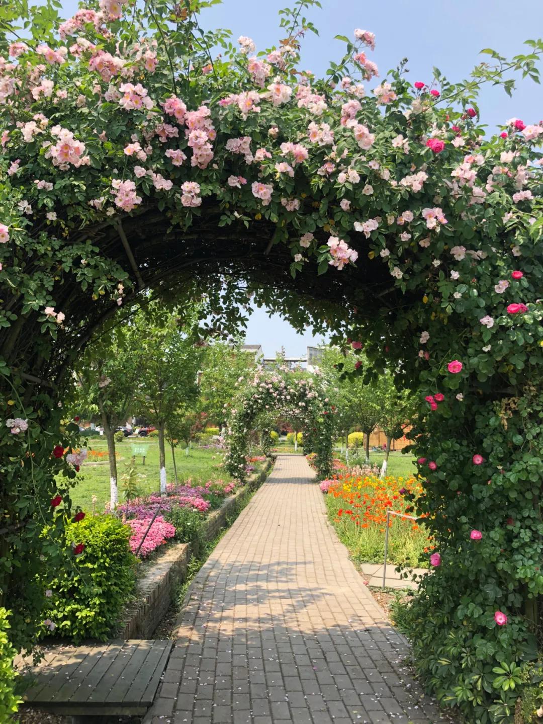 战旗村妈妈农庄,到战旗村妈妈农庄怎么走