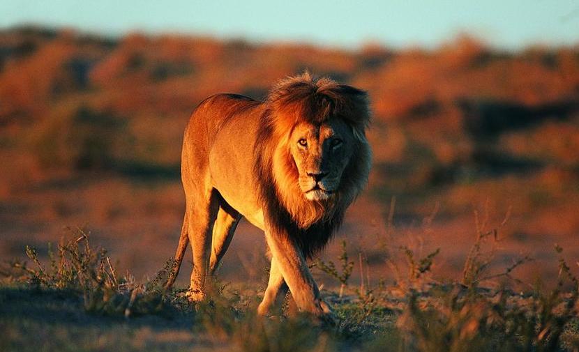 老虎VS狮子,会碰撞出怎样的火花?打得真厉害