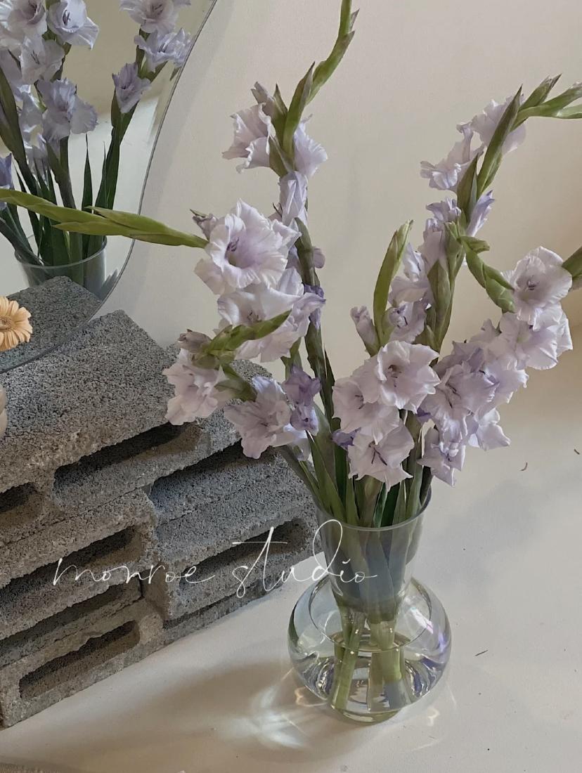 家里要有氛围感什么花比较好,家里高级的花