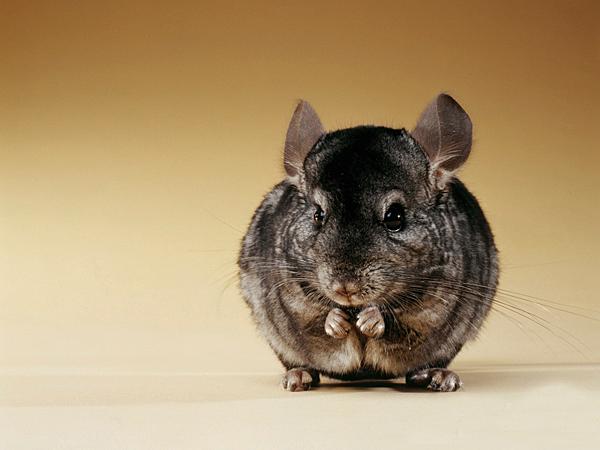 仓鼠最适合新手饲养的排名,最适合新手养的仓鼠