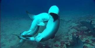 小鲨鱼出生的画面,刚生出来的小鲨鱼特点