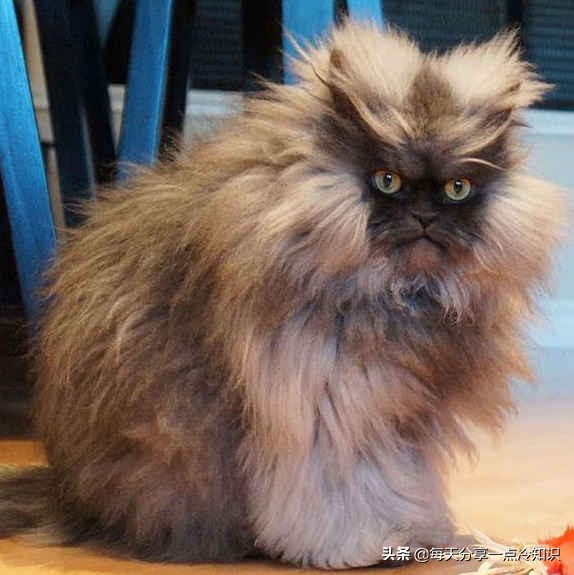 世界上最有名的12只猫咪,世界上十大最可爱的猫咪排名