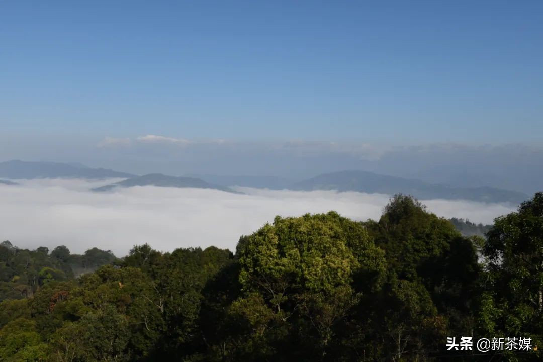 南糯山普洱茶与景迈茶,景迈和南糯山哪个好