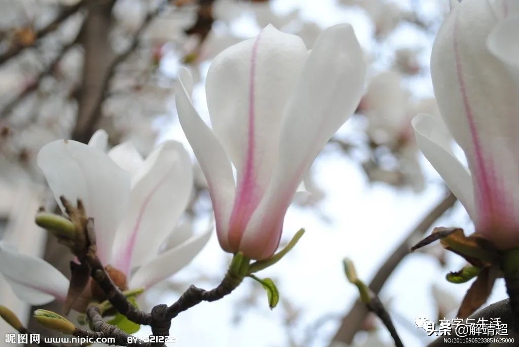 写玉兰散文,玉兰赋能