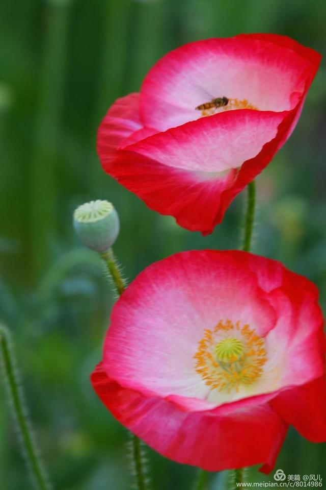 大美新蔡生态水城,大美新蔡等你来