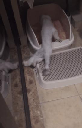 周扬青养的什么狗,周扬青呼吁不养折耳猫