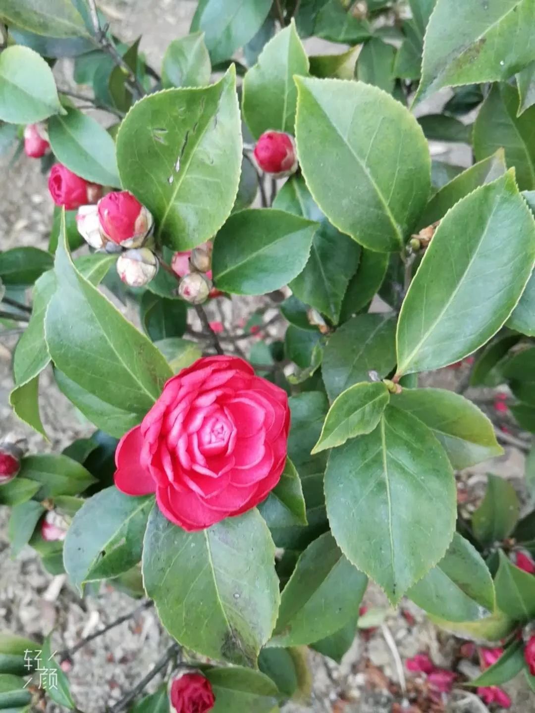江阴新桥最美庭院,江苏江阴阳台风景