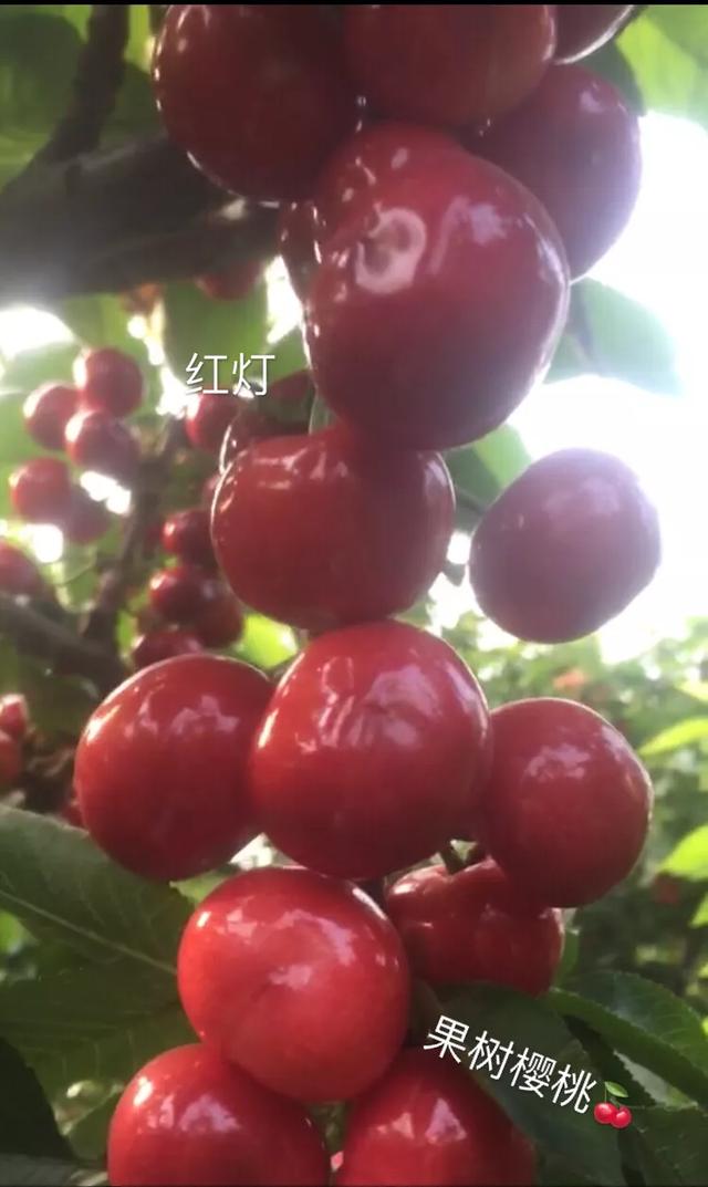 樱桃之王：俄罗斯8号Pk福星