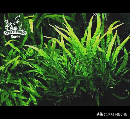 种水草需要水草泥还是水草沙,什么水草不需要水草泥或者沙