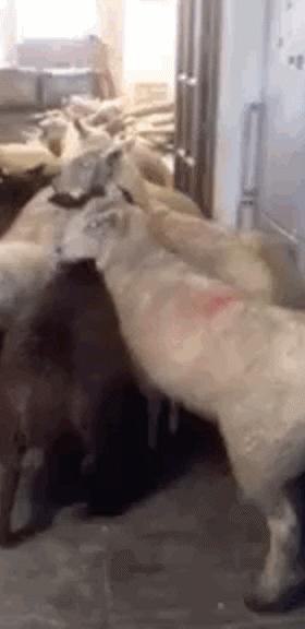 我养的边牧为什么看到谁都很热情,别以为边牧很好养