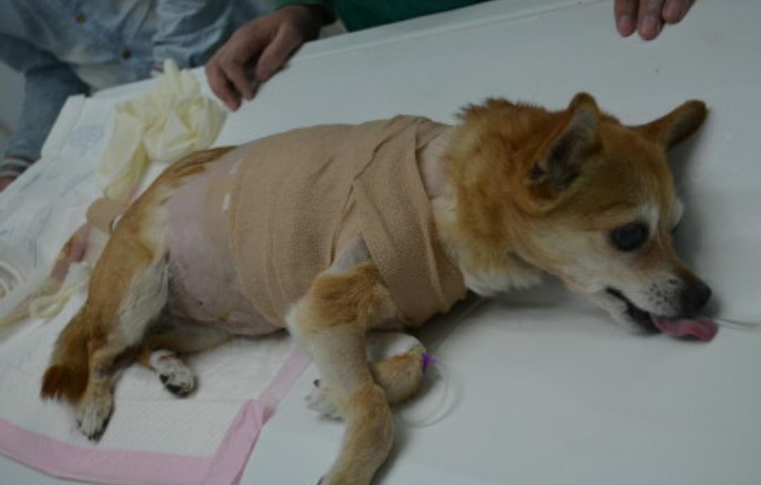 狗狗流鼻涕咳嗽干呕怎么回事,狗狗辟谣的正确方法