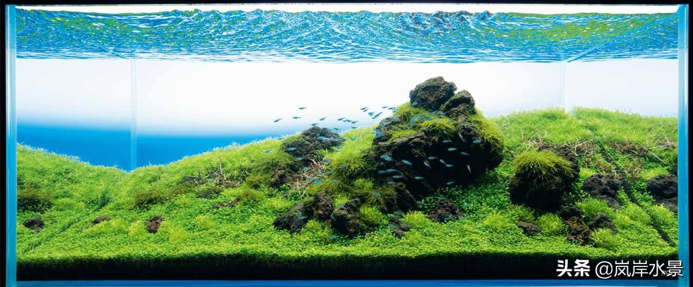 岚岸鱼缸造景图,岚岸水草缸设计图