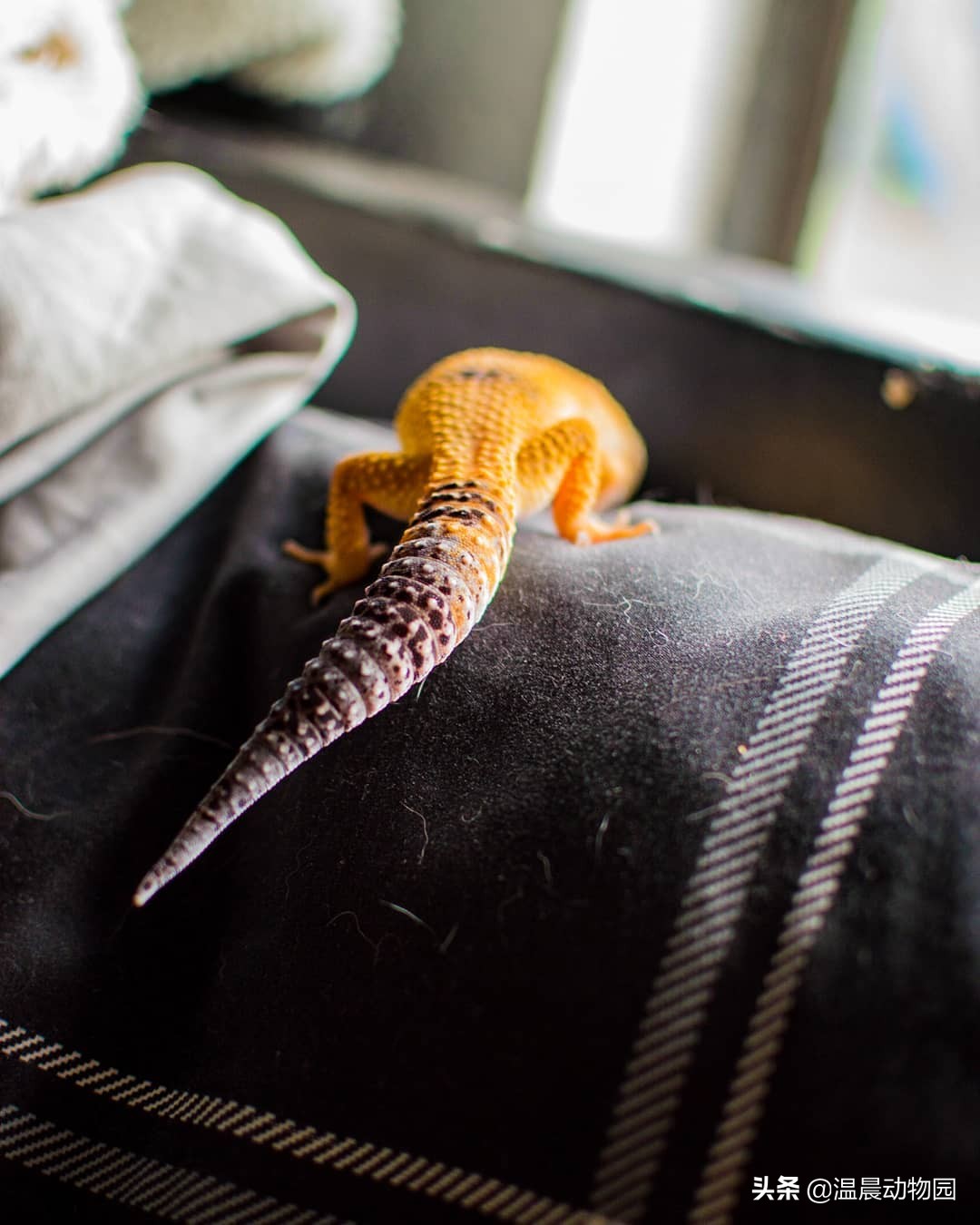 豹纹守宫为什么长得像别的蜥蜴,豹纹守宫蜥蜴到底有多聪明
