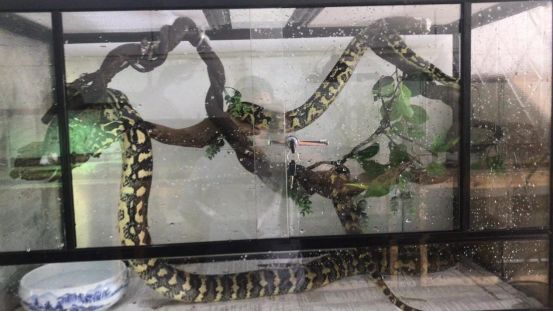 来自树梢上的艳丽-地毯蟒