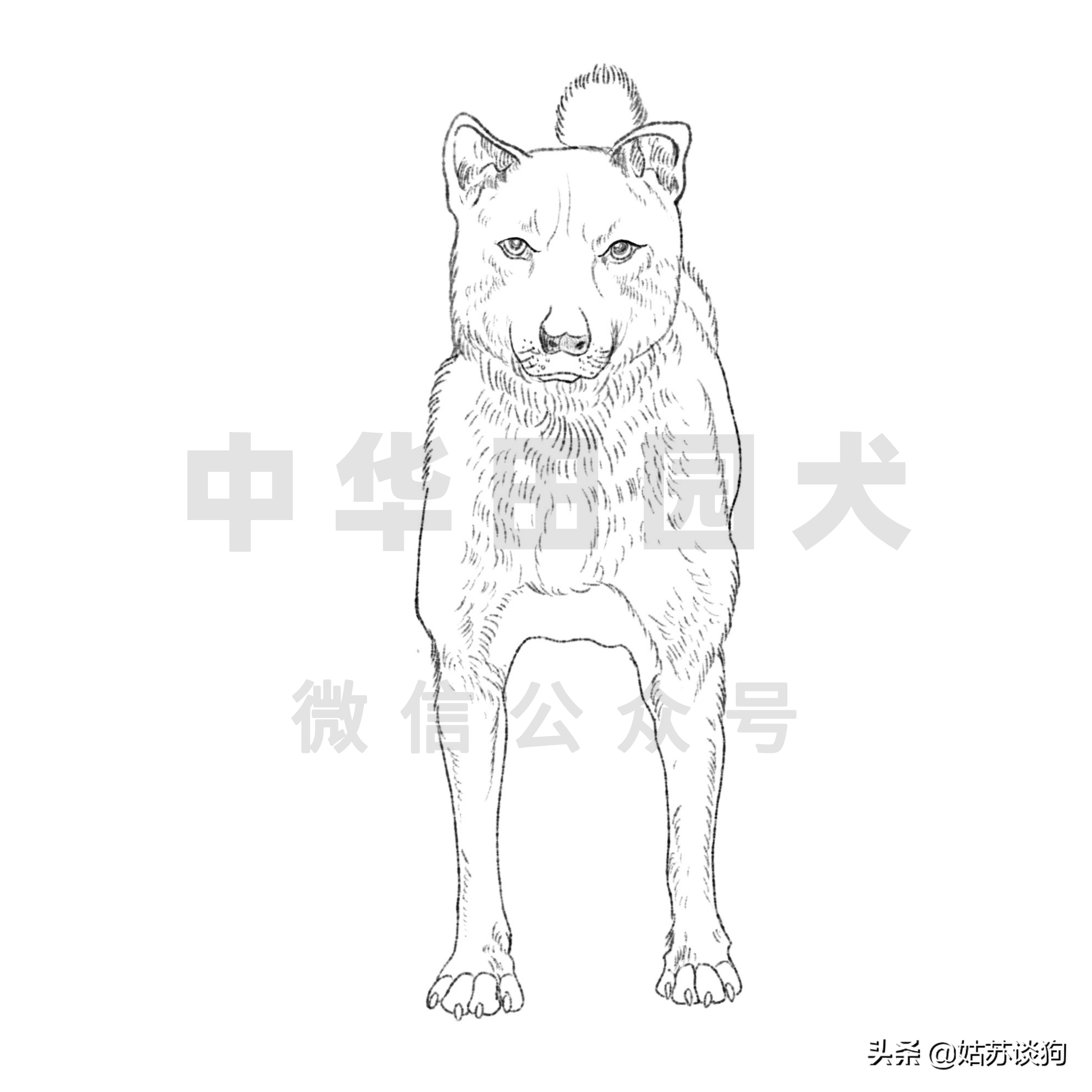 土狗中华田园犬种类,中华田园犬和土狗是一样的品种吗