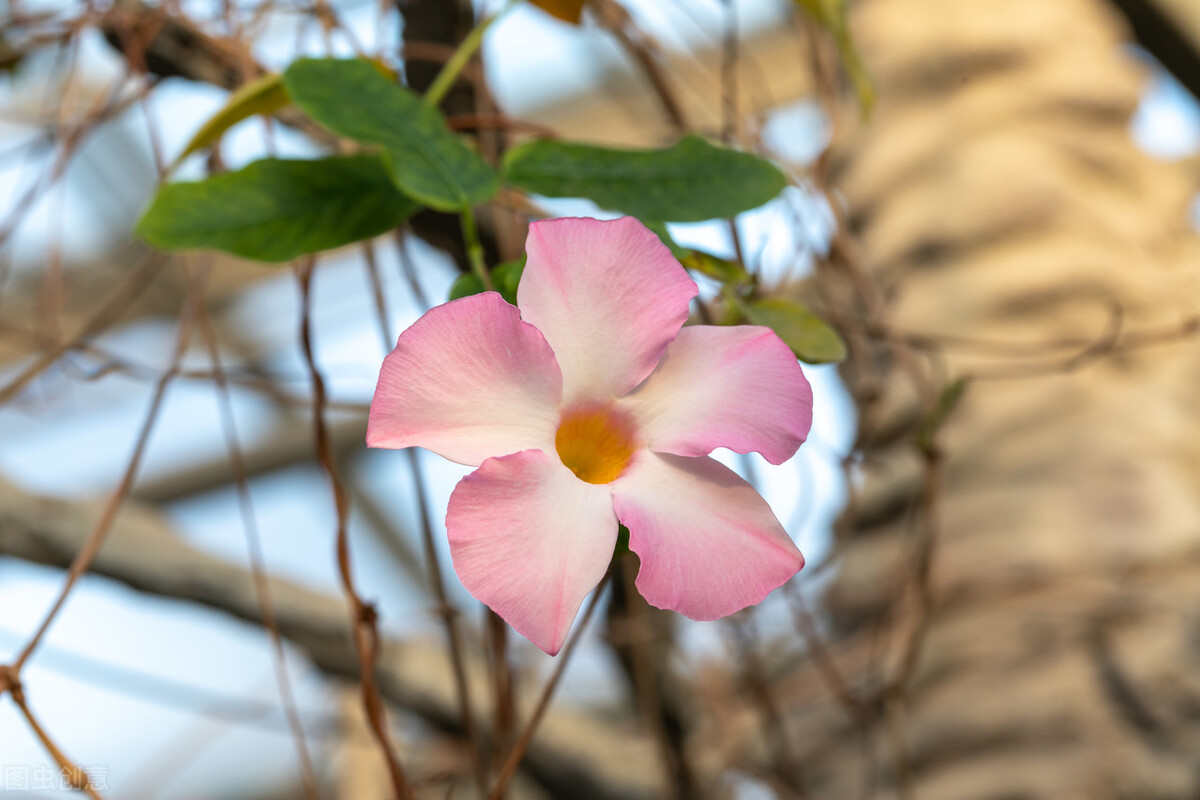 90岁老奶奶的养花生活记录,小阳台养花草
