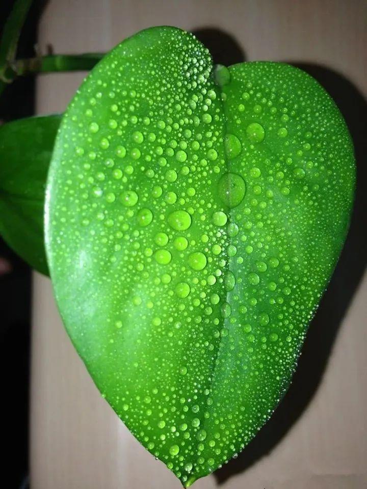 花叶子冒水珠怎么养,花叶子哗哗掉