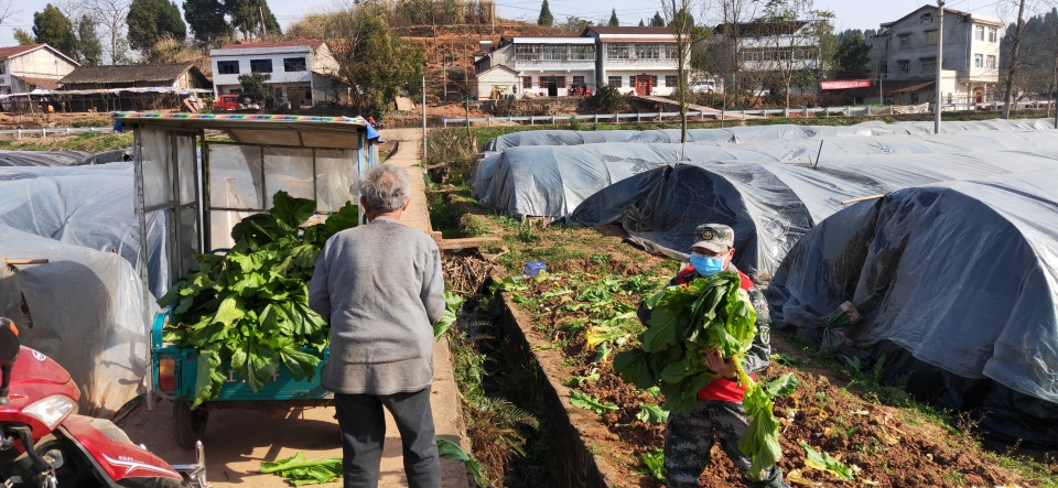 疫情期间卖菜真难啊,疫情期间买菜有多难