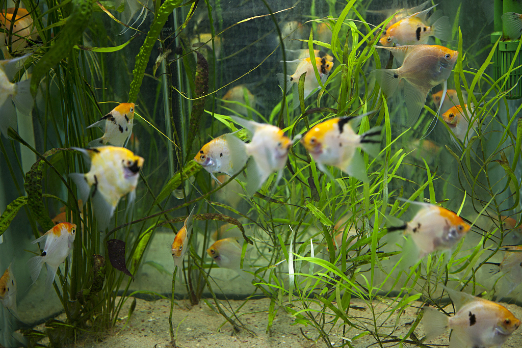 怎么清洁鱼缸最好,清洁鱼缸内壁小技巧