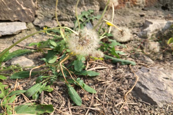 女子长期坚持喝蒲公英水，后来身体怎样？蒲公英真能杀死癌细胞？