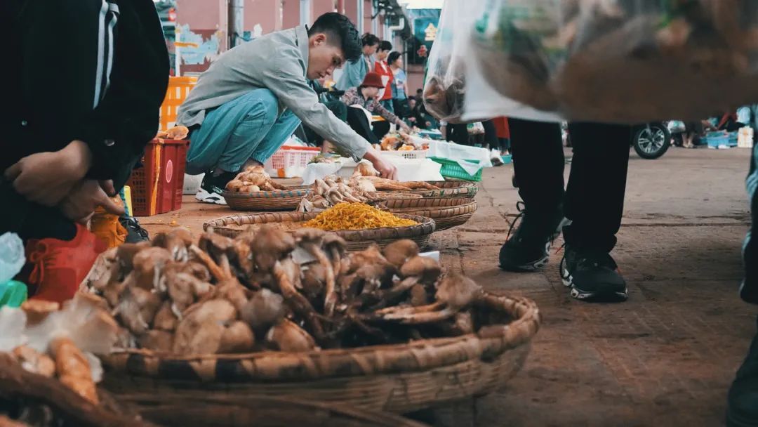 最新十大野生菌,野生菌陆续上市质优价稳