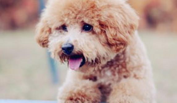 这5个行为，会让泰迪很难过，也会给泰迪的生活带来不便