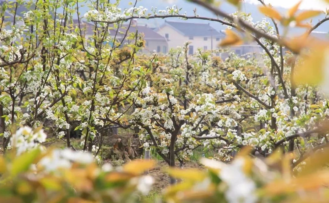 苏州西山十大知名农家乐有哪些,带你走一走苏州的太湖边农家乐