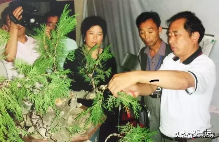 山东盆景艺术大师王桂华,金艳盆景精品欣赏