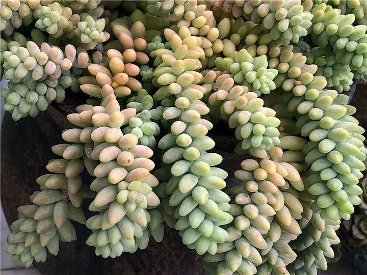 100种常见多肉的养法图片大全,60种好度夏的多肉植物