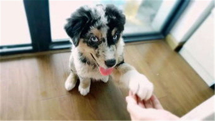 狗狗配种的4个正确方法，不错过最佳时间