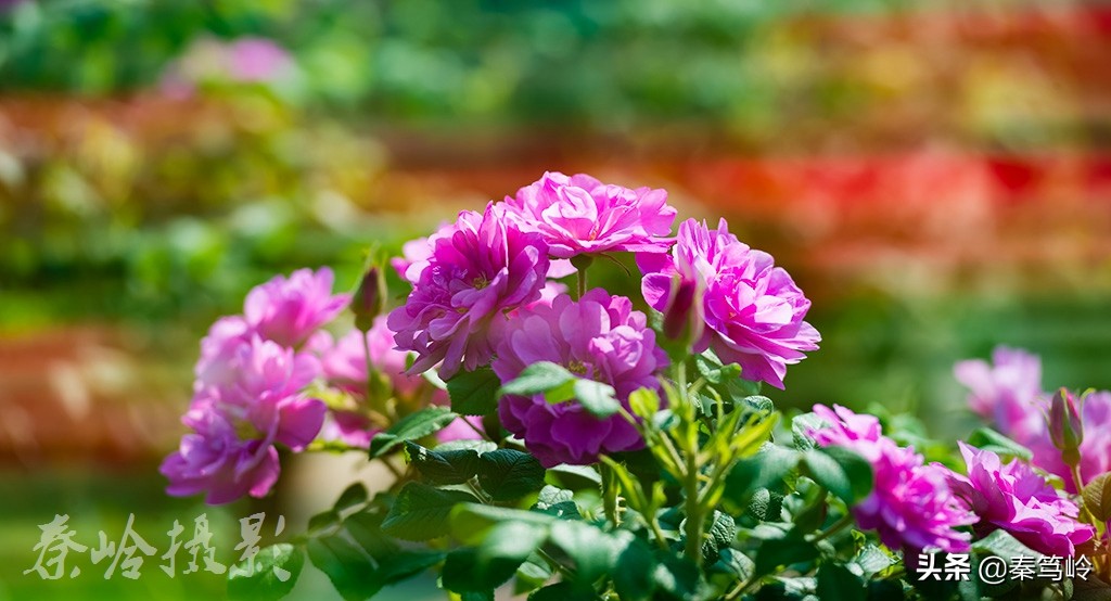 五月玫瑰花期,五月玫瑰盛开时