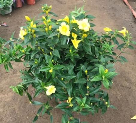 法国香水茉莉叶子黄了怎么处理,法国香水茉莉叶片发黄