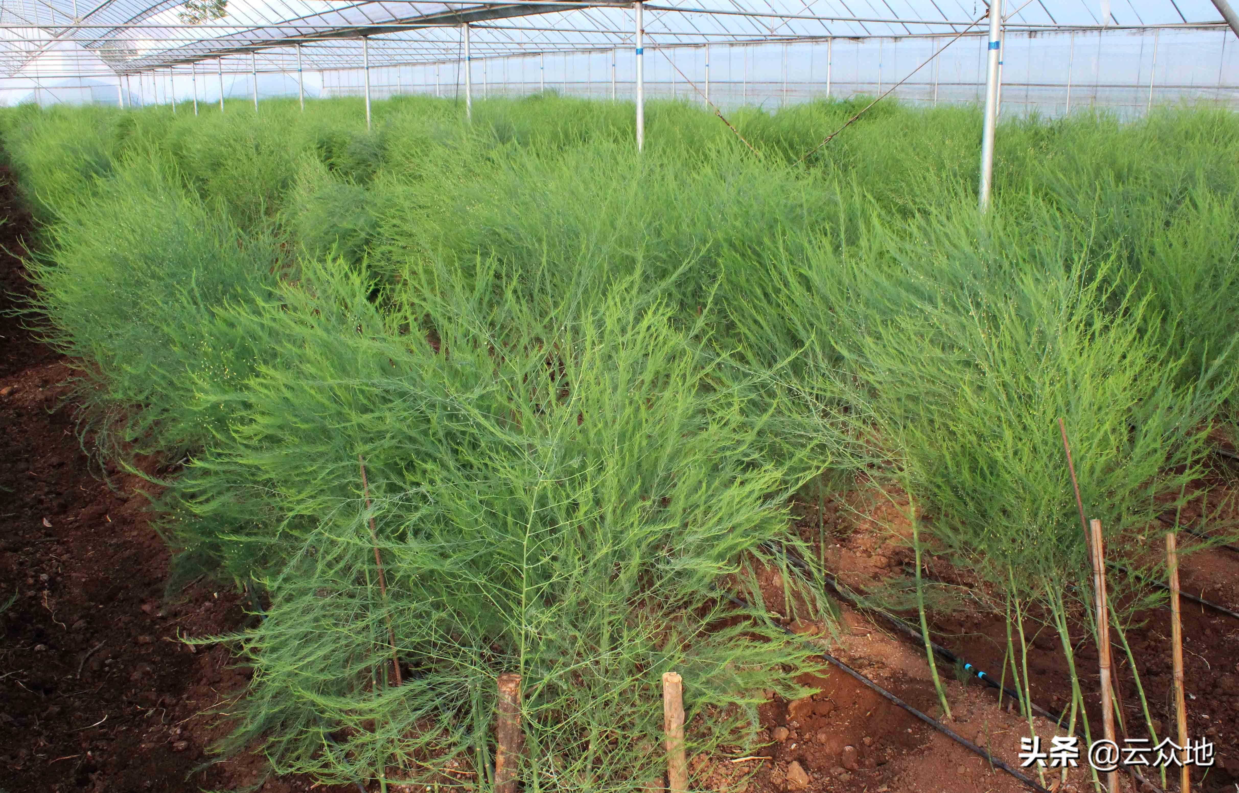 苯醚甲环唑对芦笋茎枯病有效吗,芦笋怎么治枯茎病