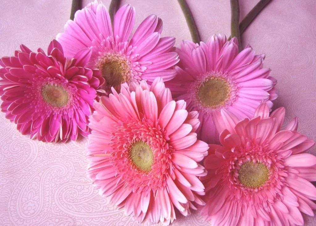 花店销售必知花语是什么,花店花语大全寓意