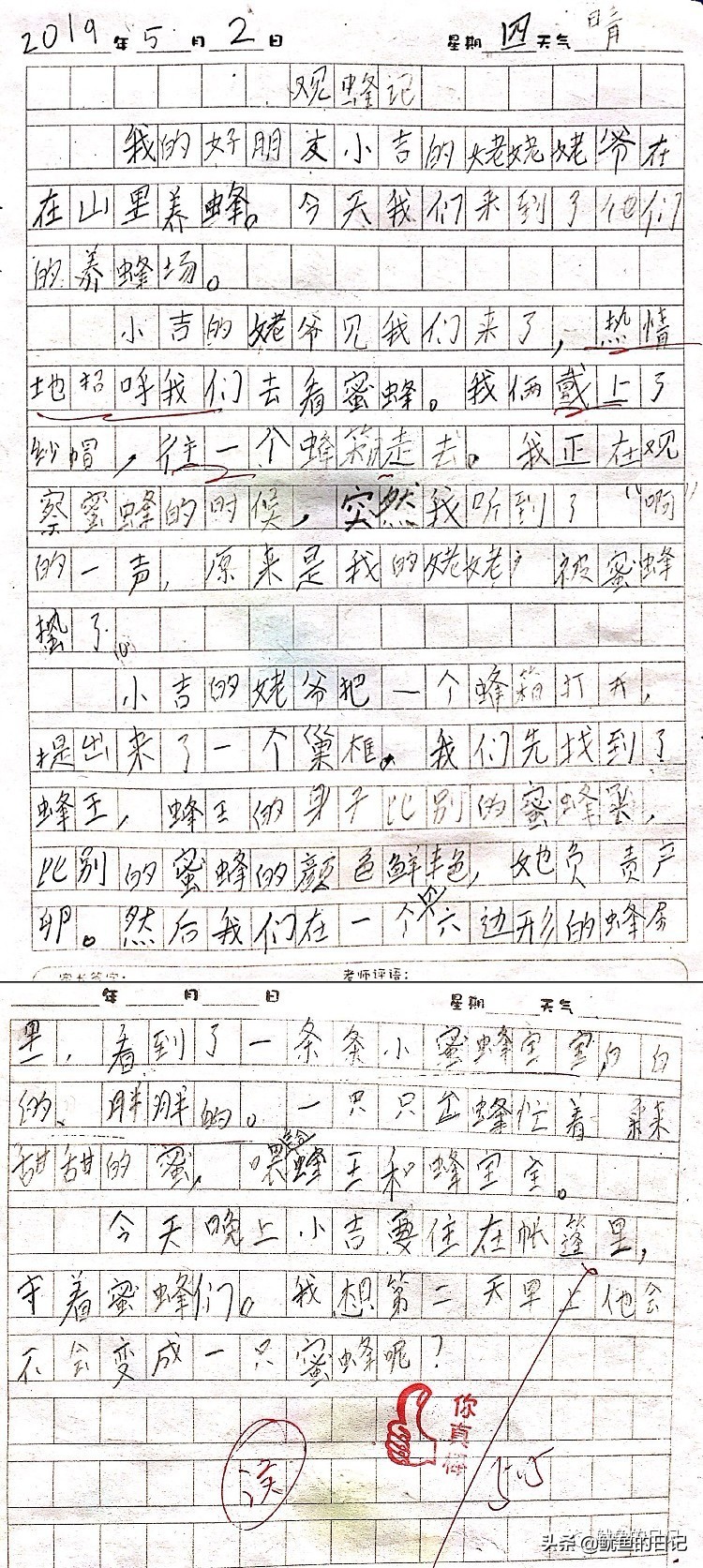 蜜蜂日记三年级300字,二年级观察日记大全100字