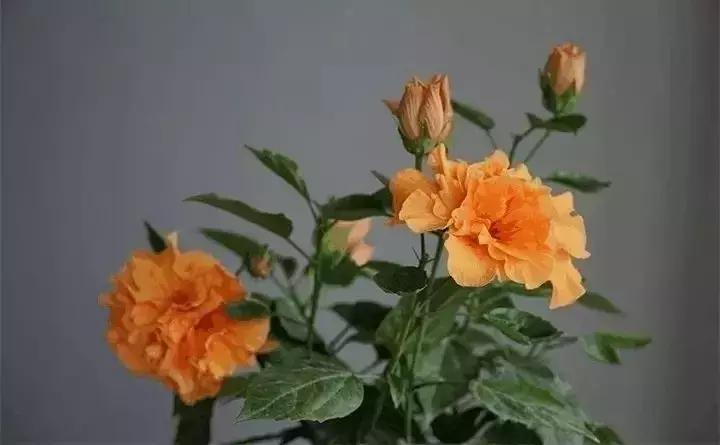 常见植物大全视频,常见的木本植物有哪些