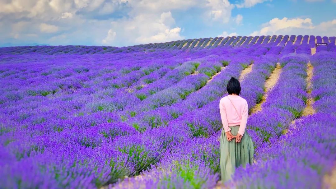 东方普罗旺斯薰衣草,伊犁的薰衣草哪个最大