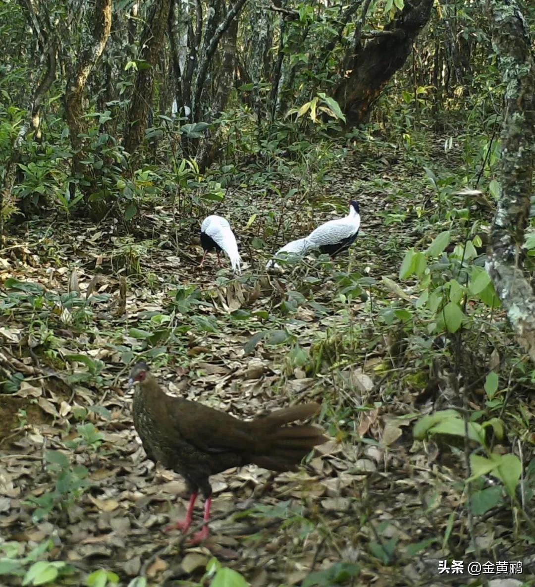 为什么云南女人长相好看,云南真的很漂亮吗