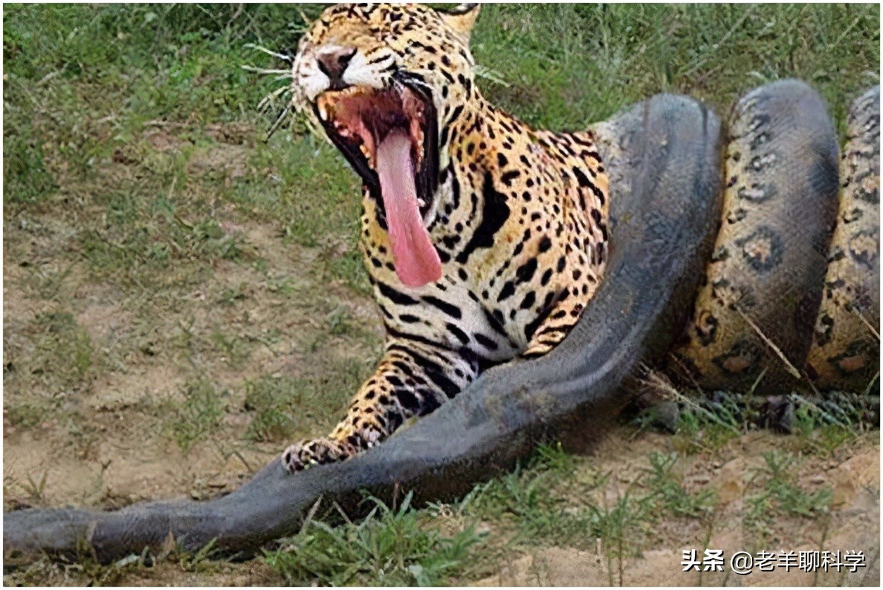 遇到大蟒蛇的自救方法,碰到大蟒蛇怎么自救